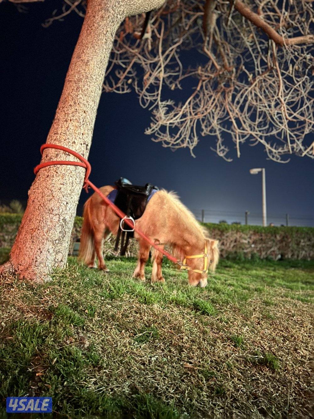 للايجار نطاطيات عادية ومايية اشكال مختلفة واحجام متنوعة ويوجد بوني1
