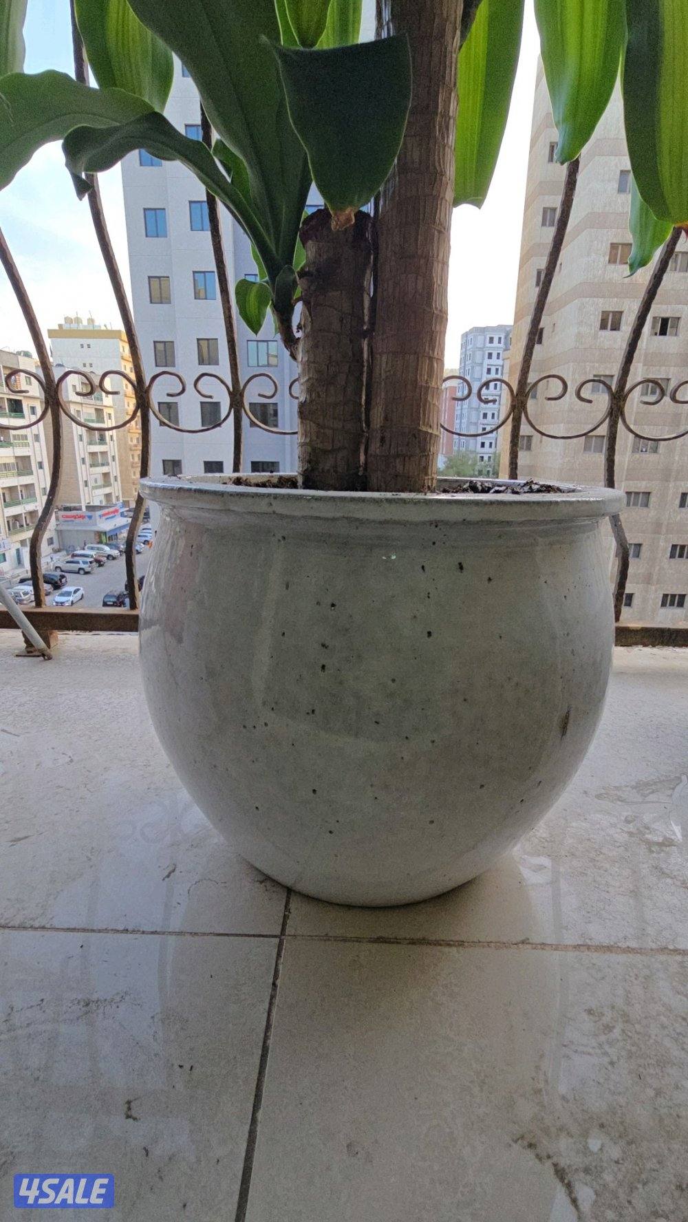 نبات زرع شجره دراسينا فراجرانس مع بوت حوض زرع0