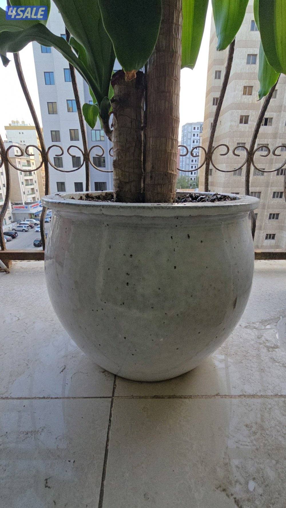 نبات زرع شجره دراسينا فراجرانس مع بوت حوض زرع1