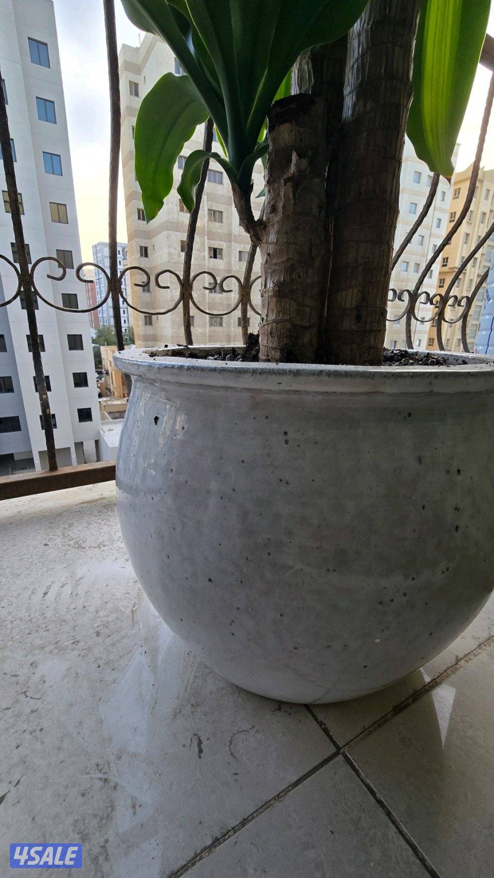 نبات زرع شجره دراسينا فراجرانس مع بوت حوض زرع2