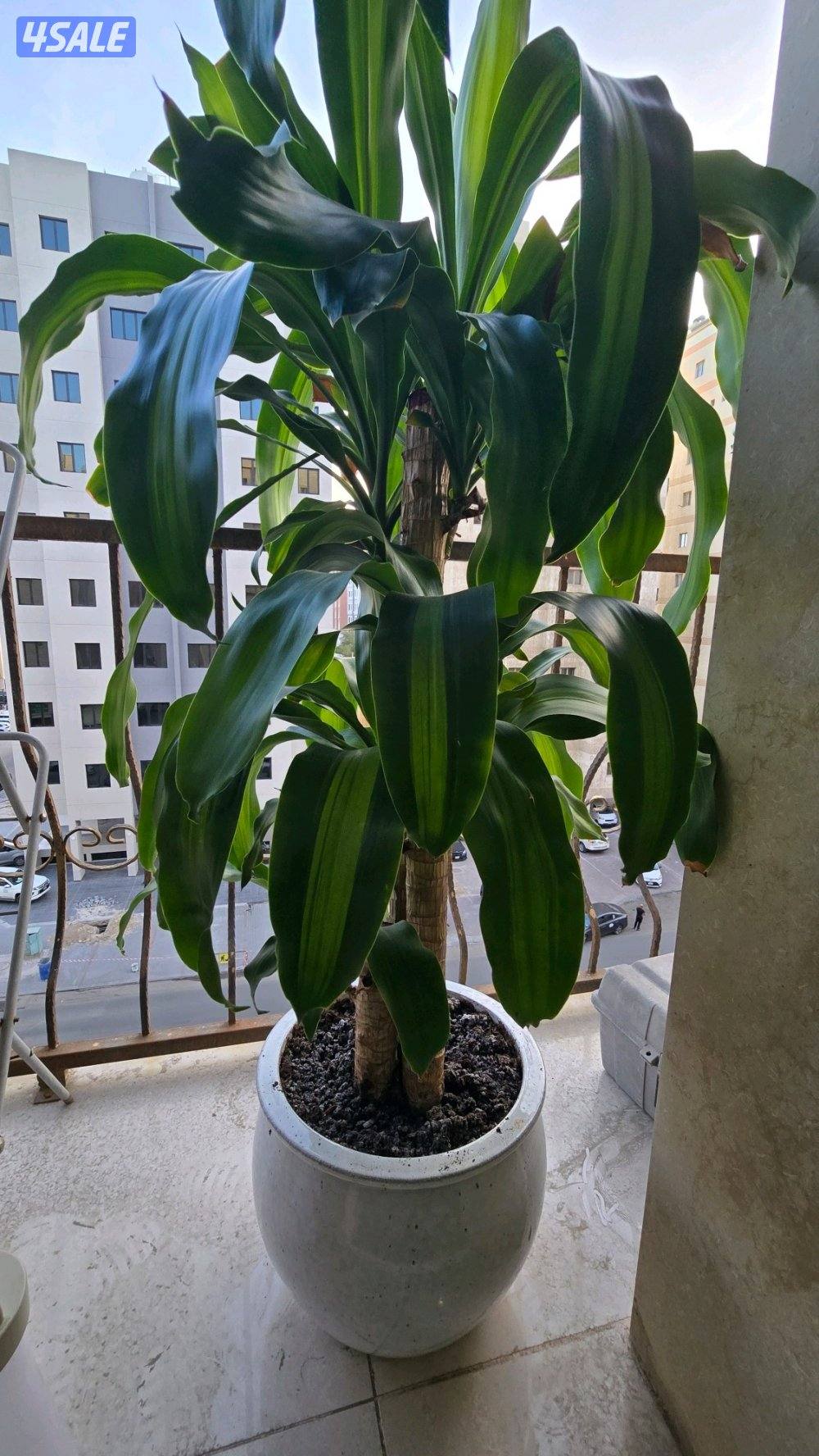 نبات زرع شجره دراسينا فراجرانس مع بوت حوض زرع3