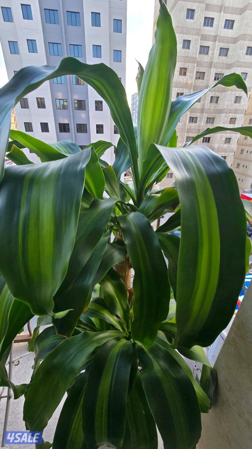 نبات زرع شجره دراسينا فراجرانس مع بوت حوض زرع4