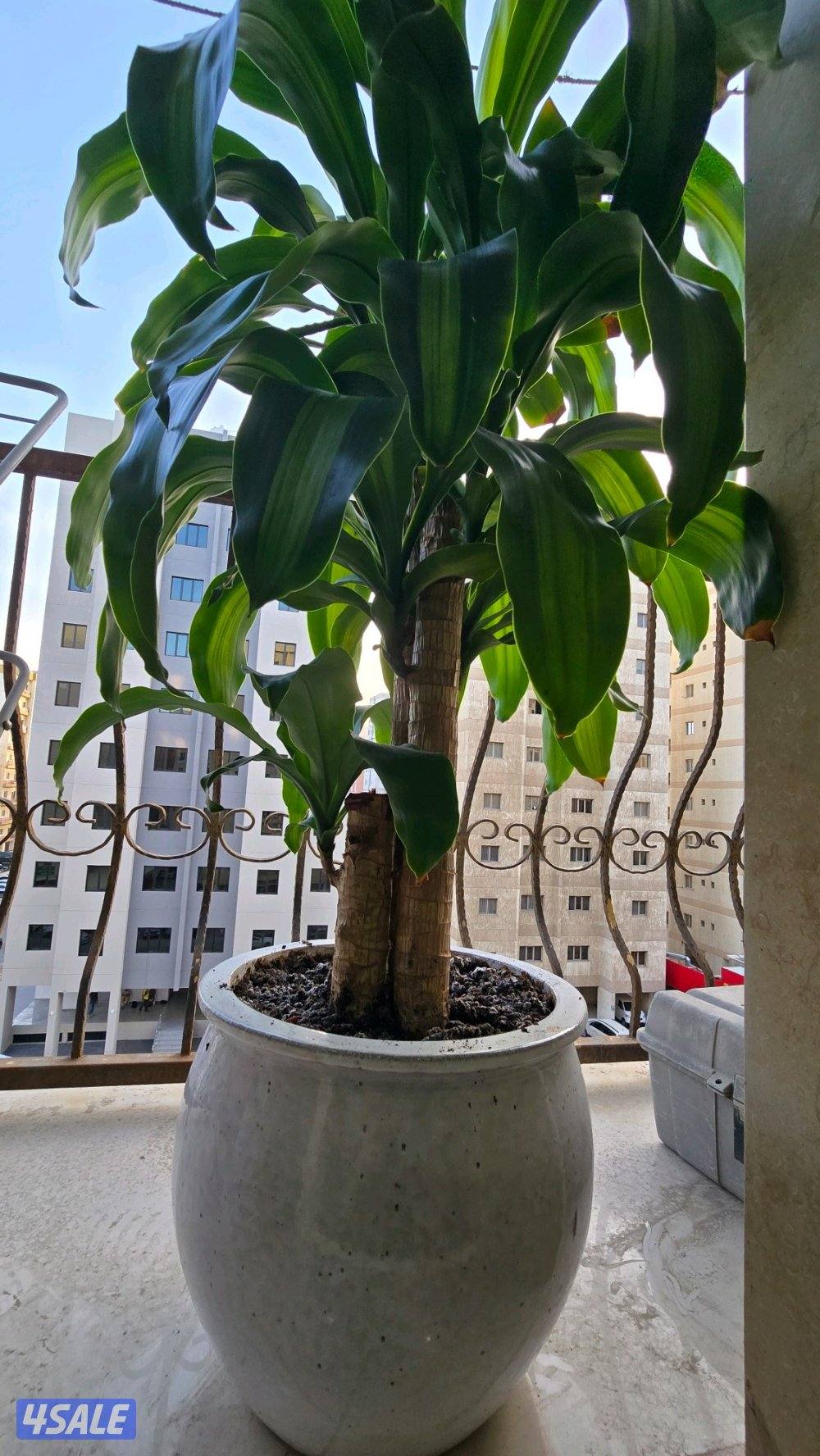 نبات زرع شجره دراسينا فراجرانس مع بوت حوض زرع6