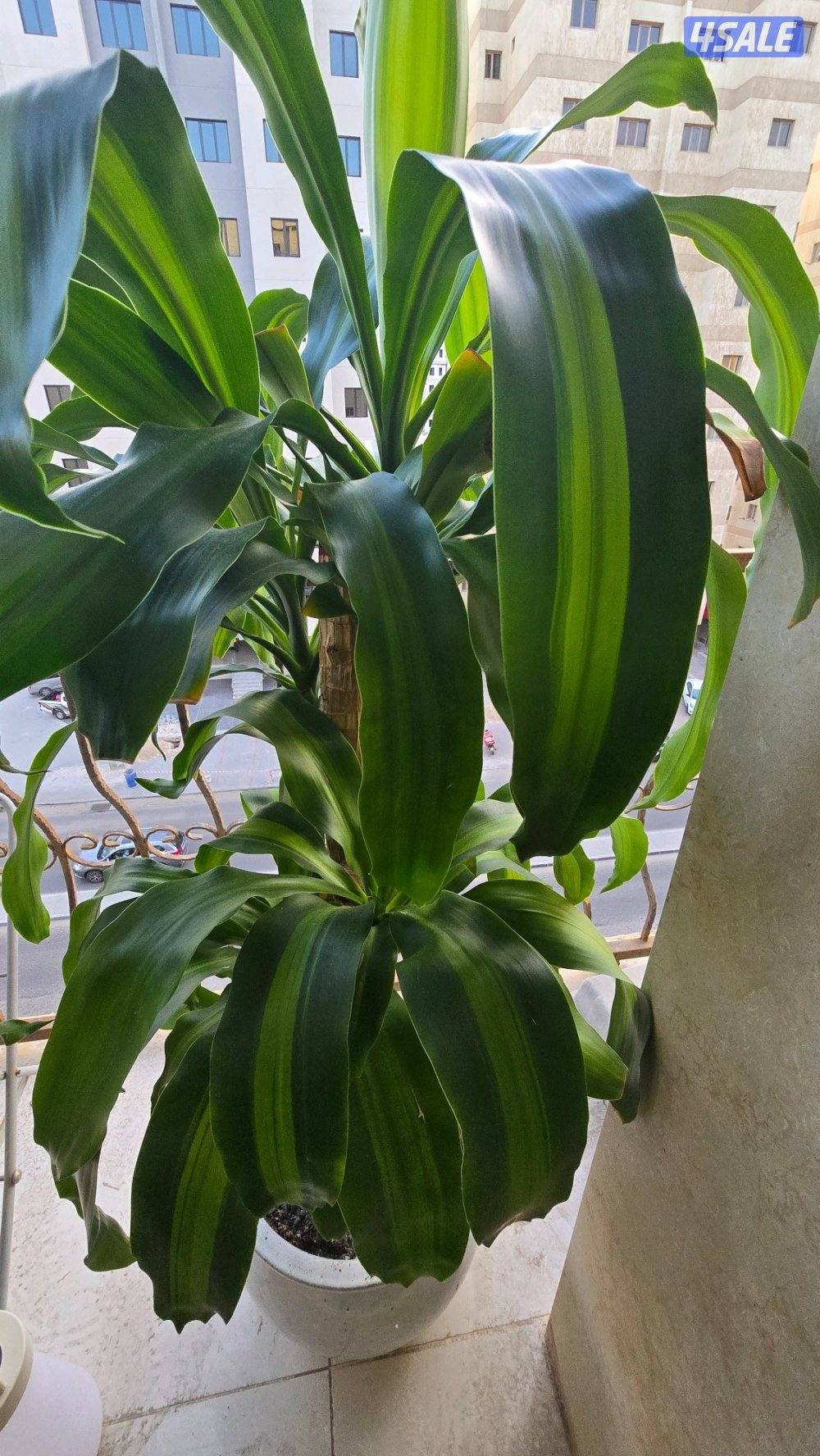 نبات زرع شجره دراسينا فراجرانس مع بوت حوض زرع5