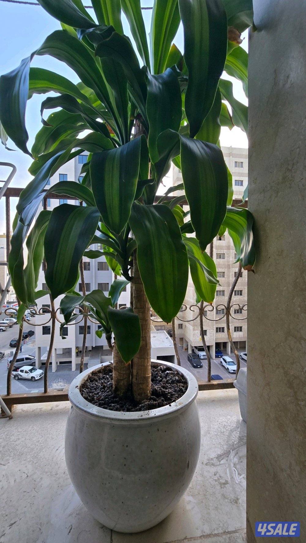 نبات زرع شجره دراسينا فراجرانس مع بوت حوض زرع7