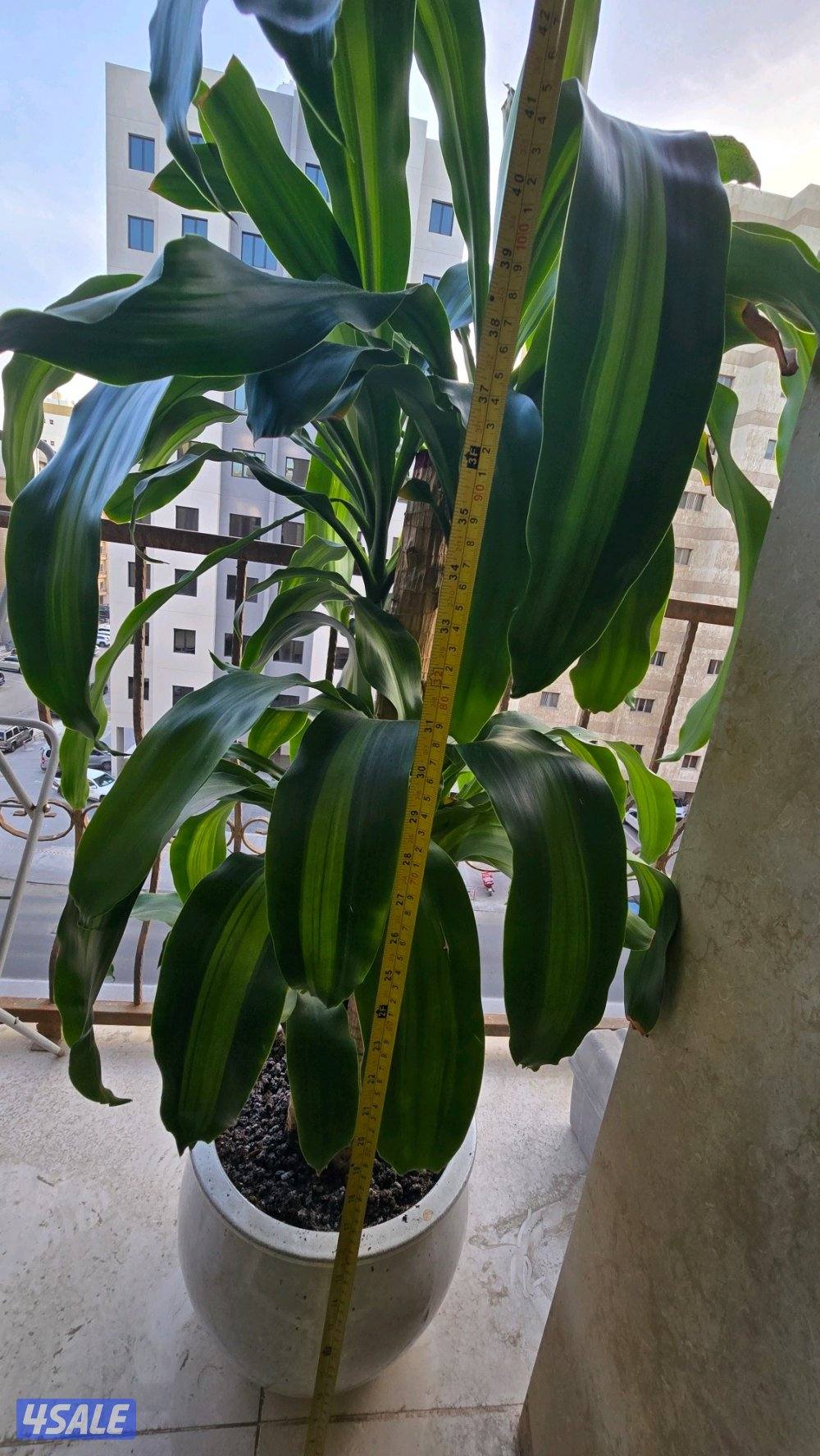 نبات زرع شجره دراسينا فراجرانس مع بوت حوض زرع8