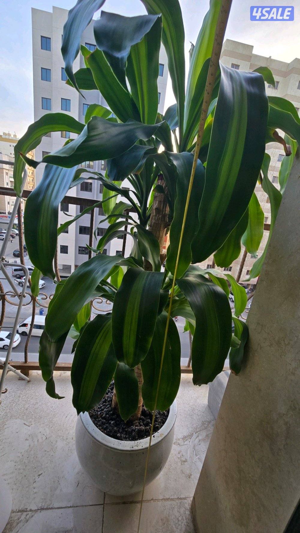 نبات زرع شجره دراسينا فراجرانس مع بوت حوض زرع9