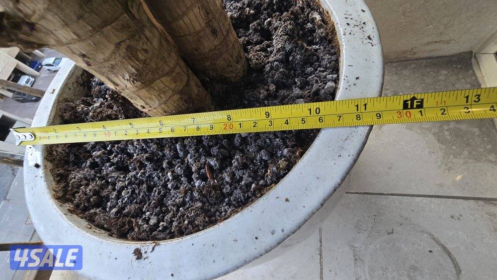 نبات زرع شجره دراسينا فراجرانس مع بوت حوض زرع10