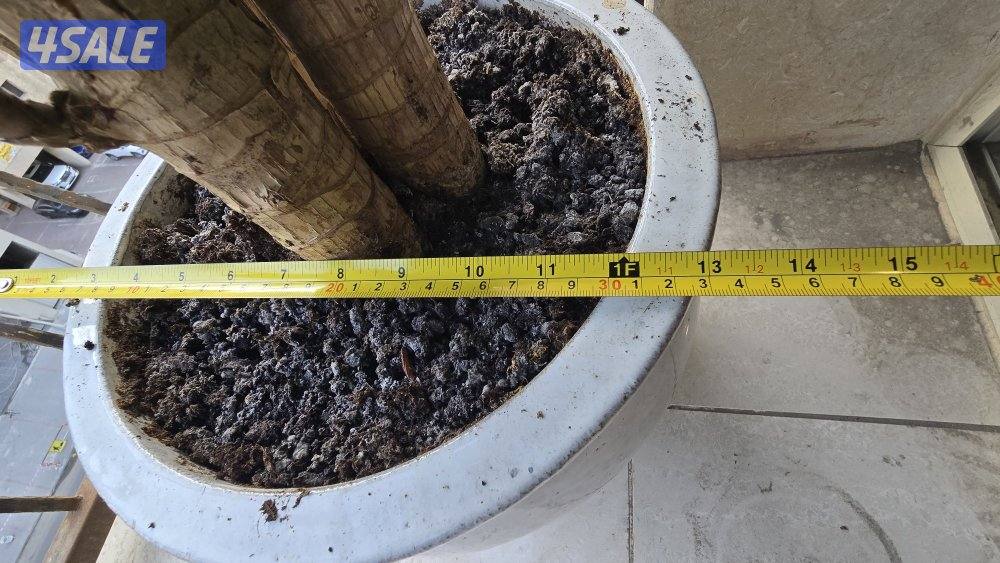 نبات زرع شجره دراسينا فراجرانس مع بوت حوض زرع11