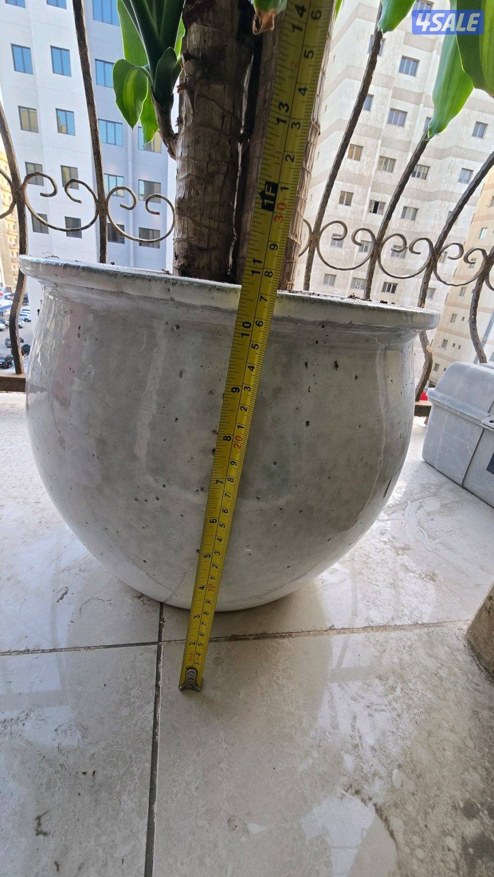 نبات زرع شجره دراسينا فراجرانس مع بوت حوض زرع12