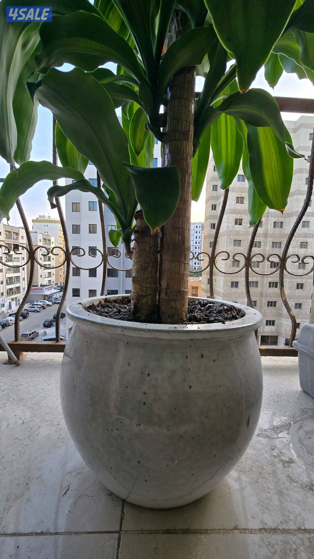 نبات زرع شجره دراسينا فراجرانس مع بوت حوض زرع13