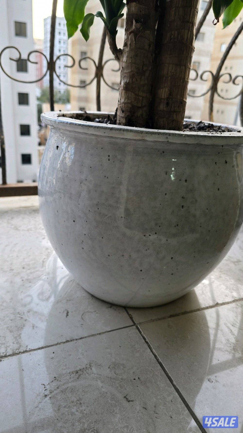 نبات زرع شجره دراسينا فراجرانس مع بوت حوض زرع14