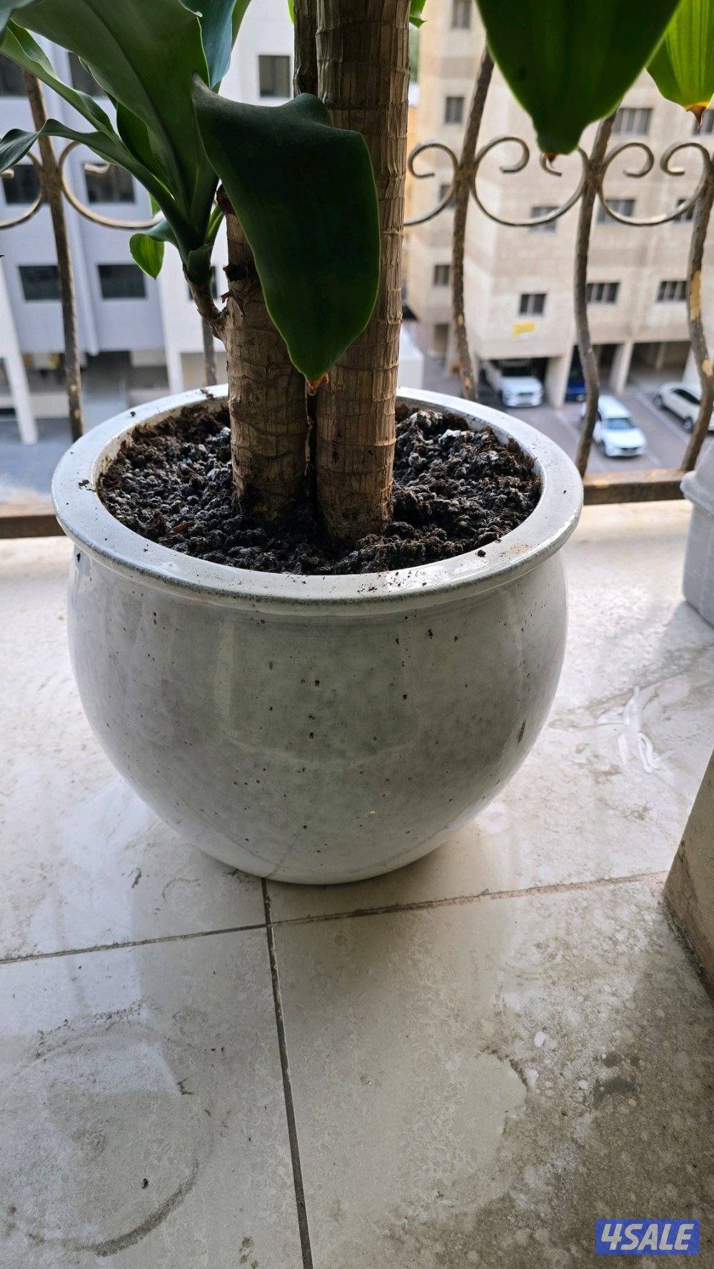 نبات زرع شجره دراسينا فراجرانس مع بوت حوض زرع15