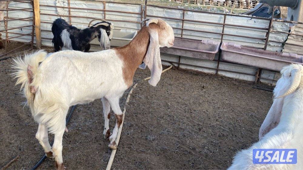 العثور. على عنز0