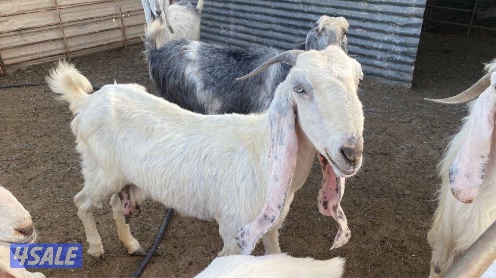 العثور. على عنز1