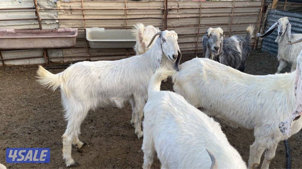 العثور. على عنز2