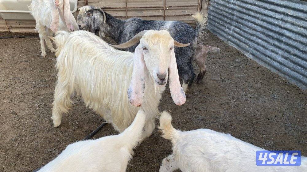 العثور. على عنز3