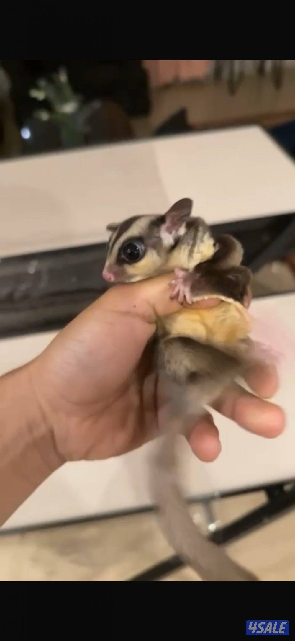 سنجاب طائر مع قفص و بيت0