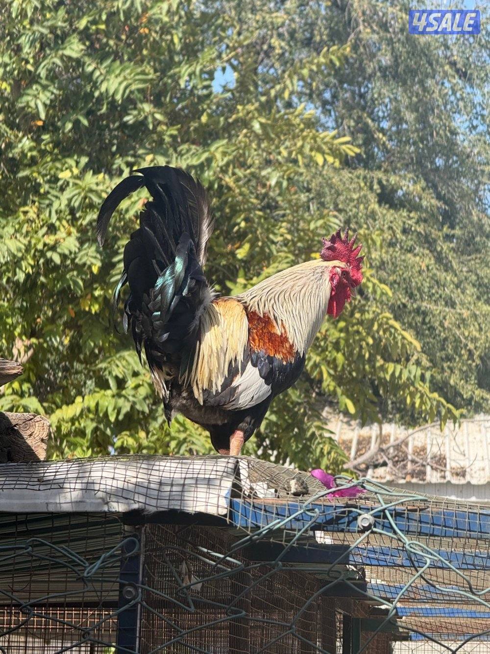 دياجة من النوادر1