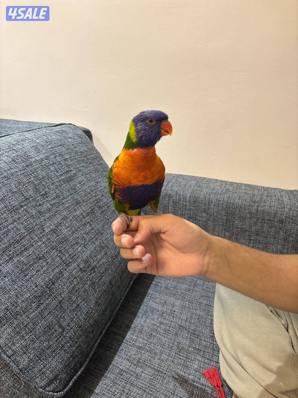 طير لوري ربوه0