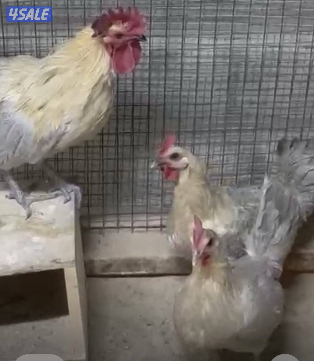 للبيع دجاج فيومي اورنج غولد0