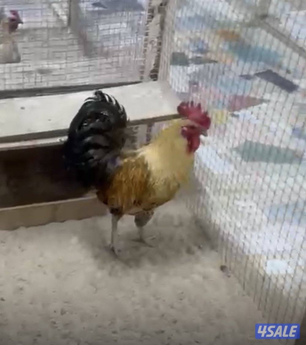 للبيع دجاج فيومي اورنج غولد1