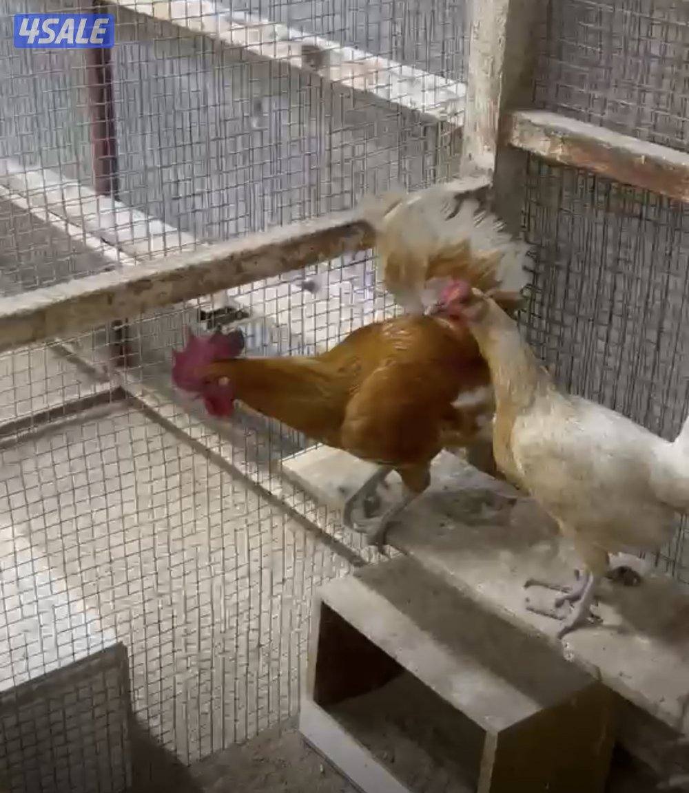 للبيع دجاج فيومي اورنج غولد2