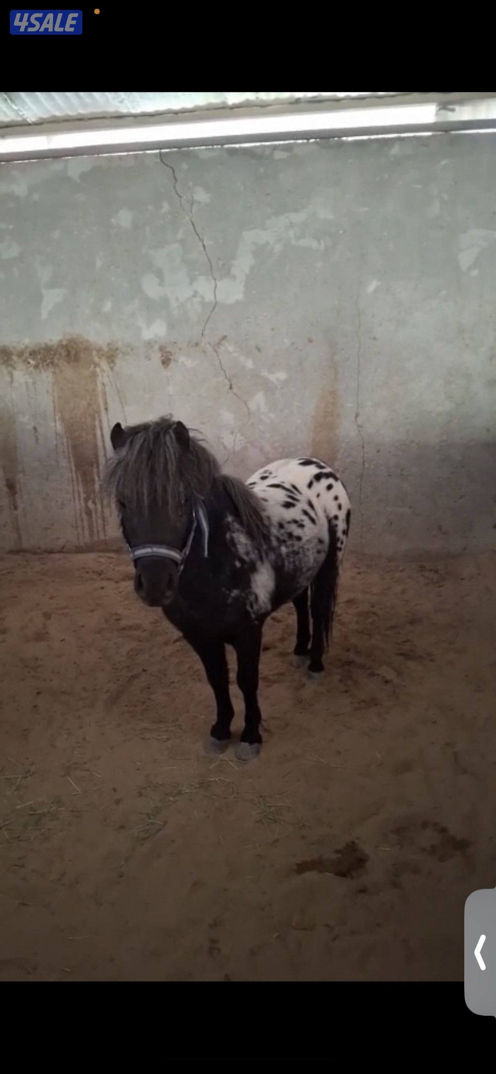 بوني فحل افلوزا0