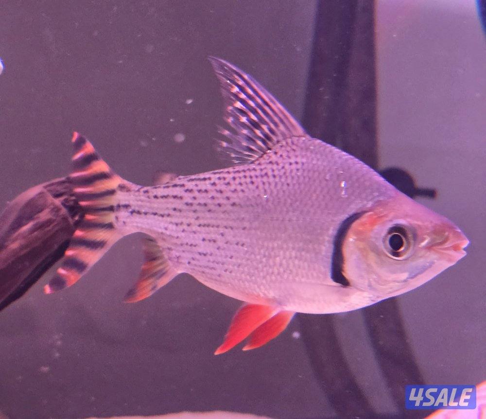 امريكان red teil0