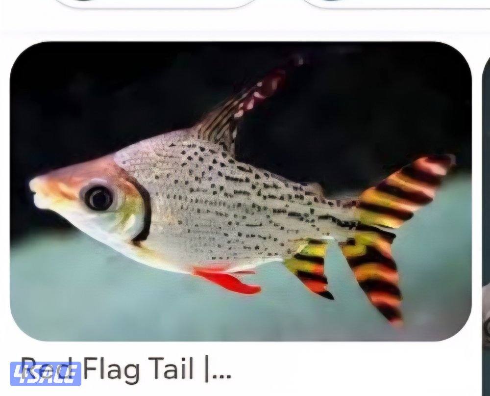 امريكان red teil1