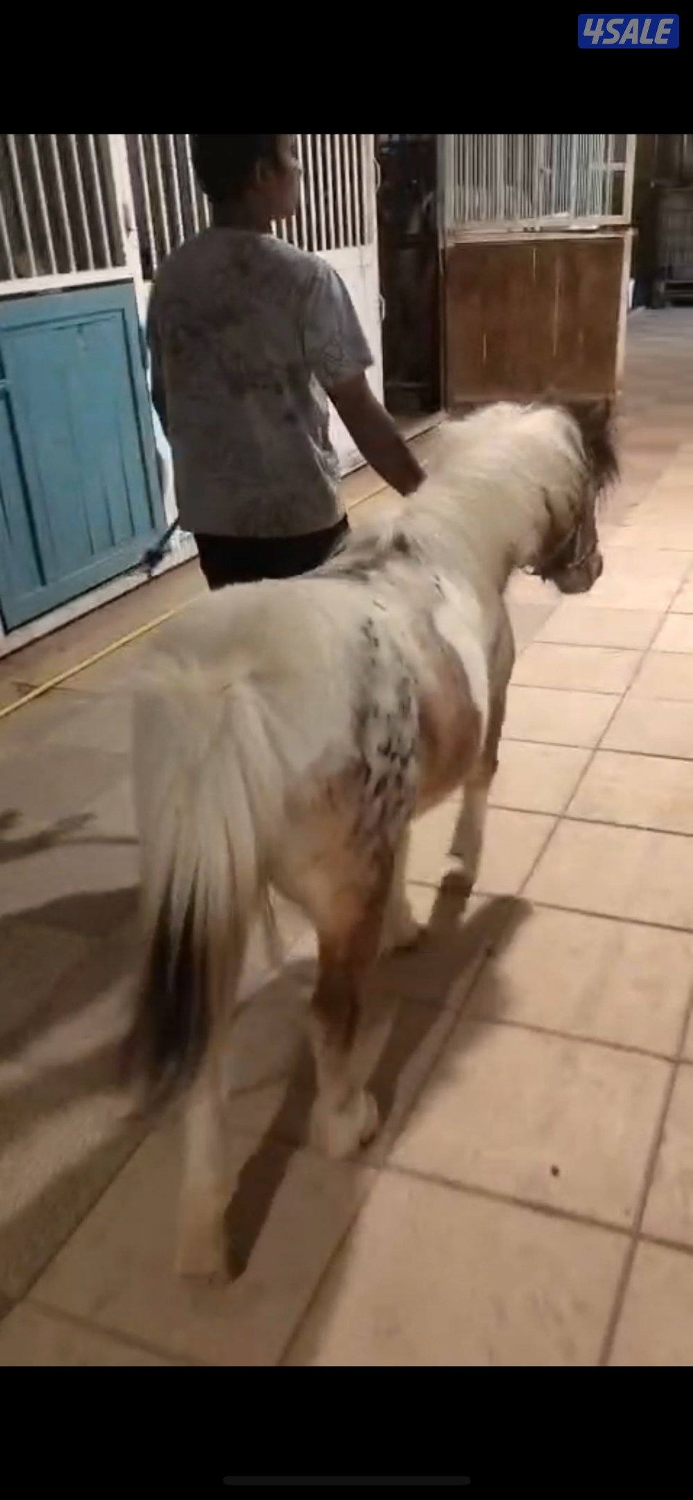 فرس لقح حامل1