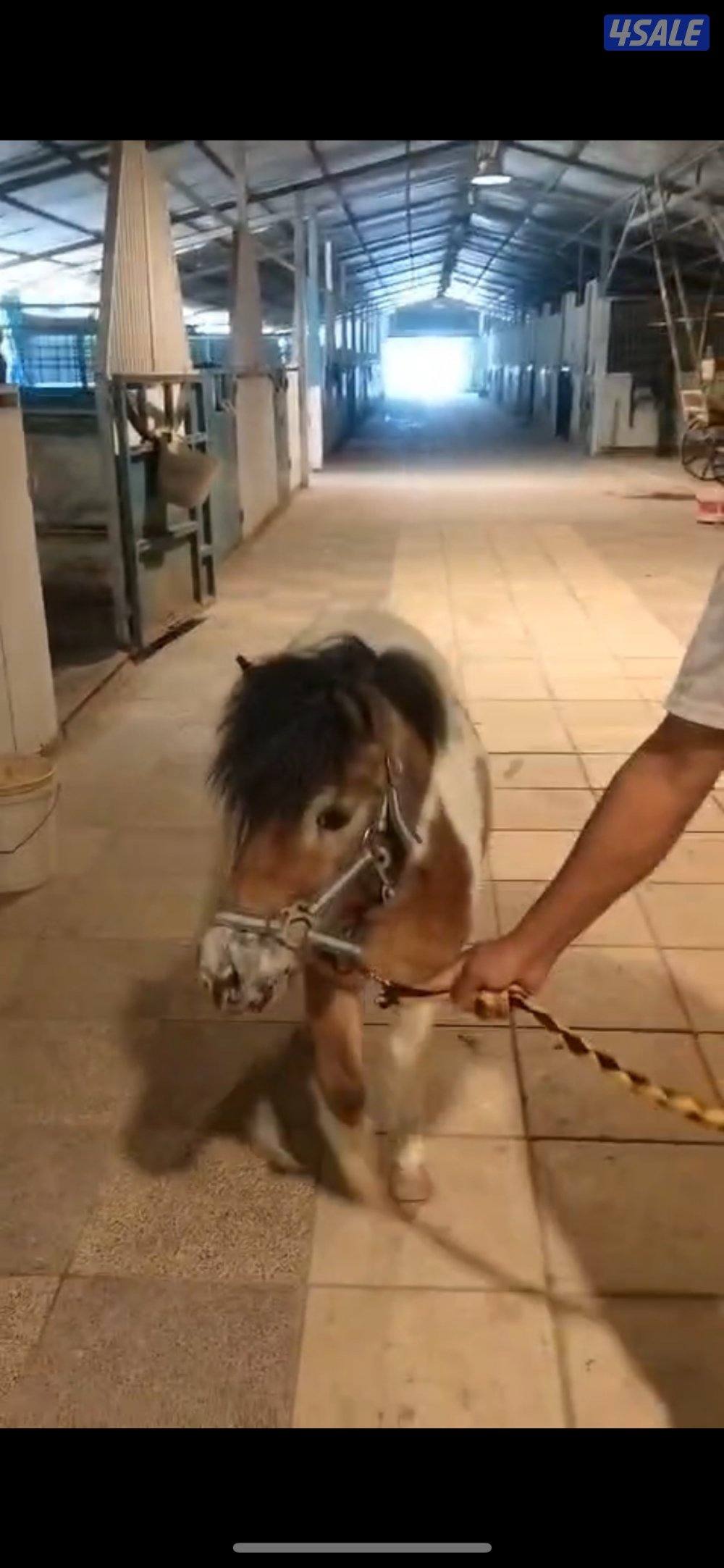 فرس لقح حامل0