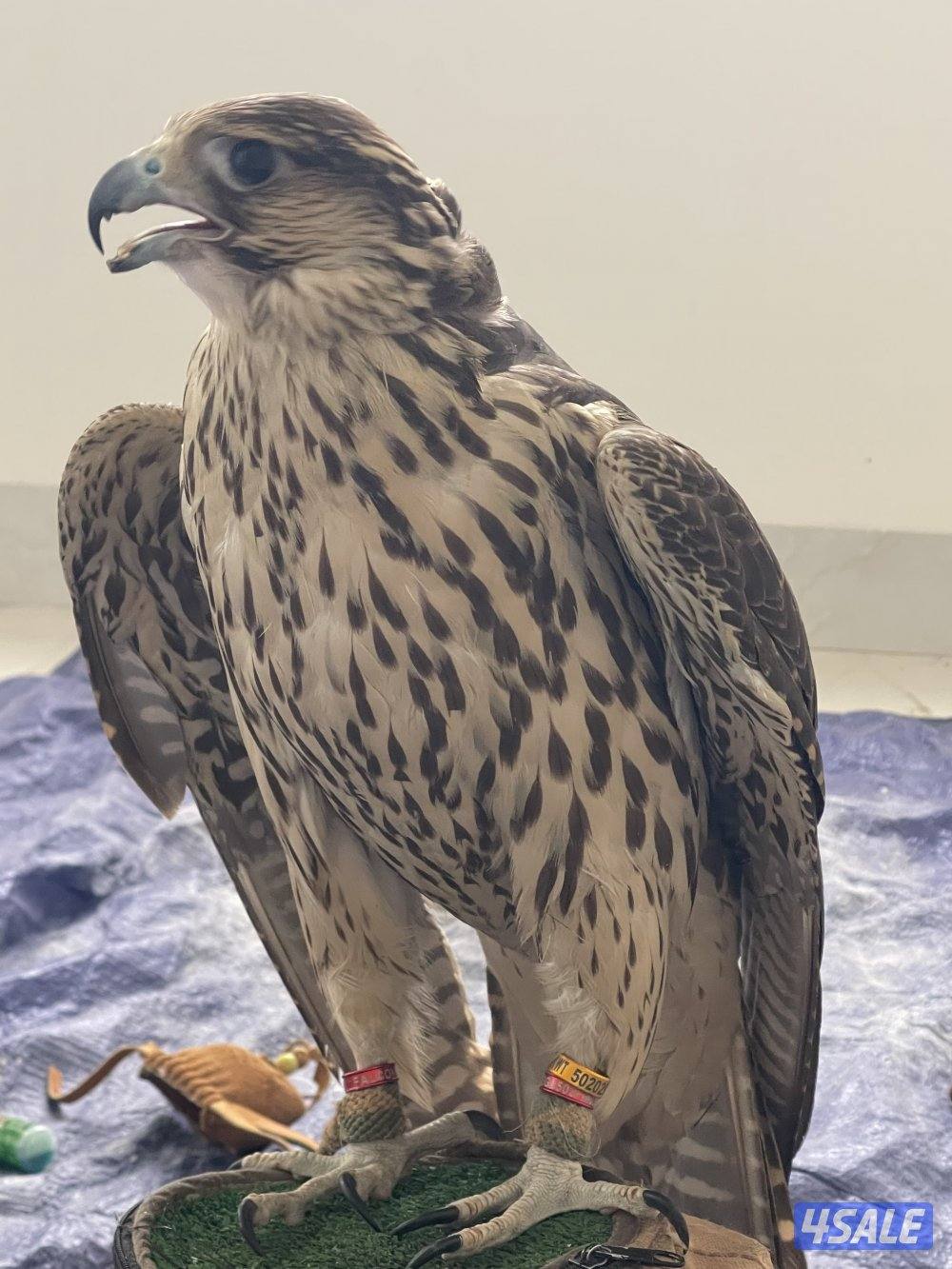 جير شاهين فالكن ميوز0