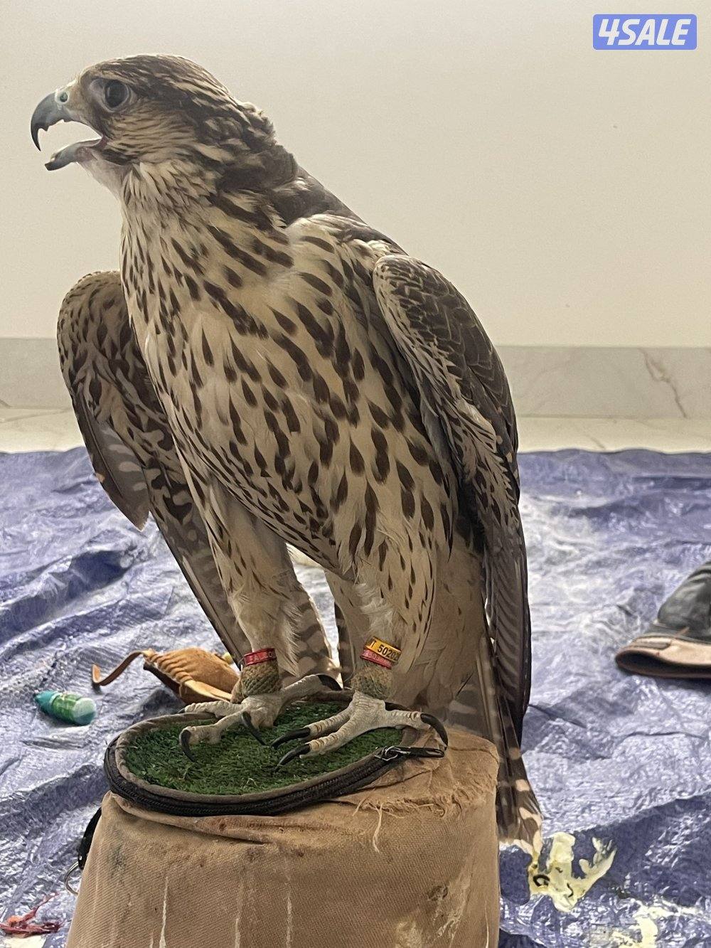 جير شاهين فالكن ميوز1