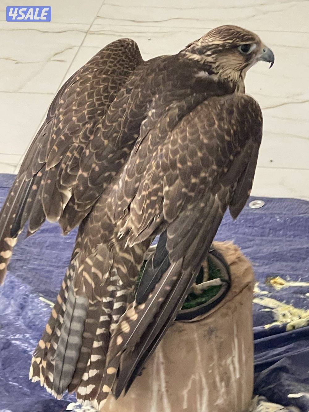 جير شاهين فالكن ميوز2