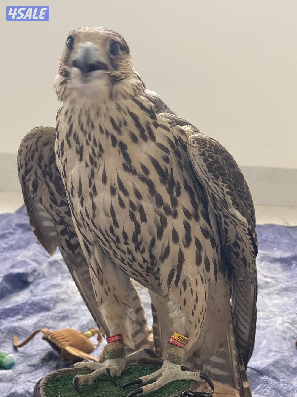 جير شاهين فالكن ميوز3