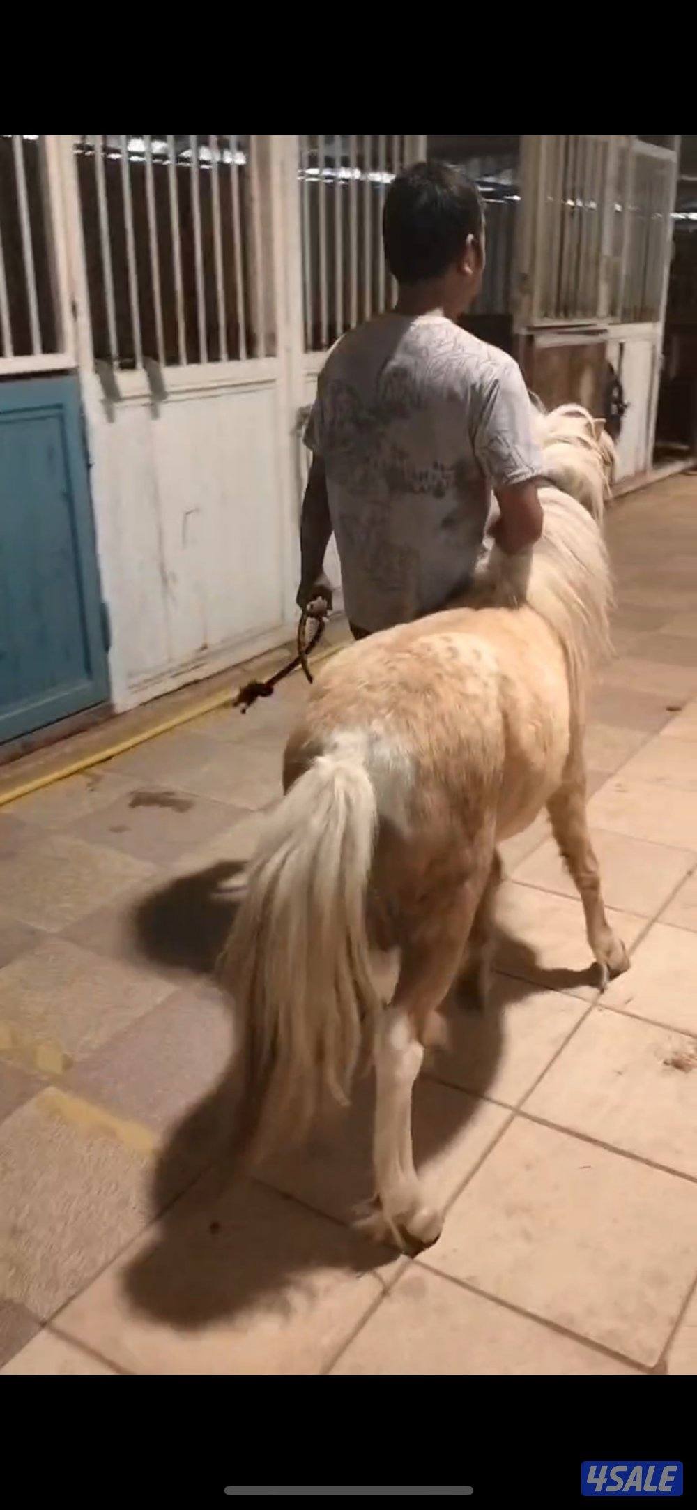 فرس لقح حامل1