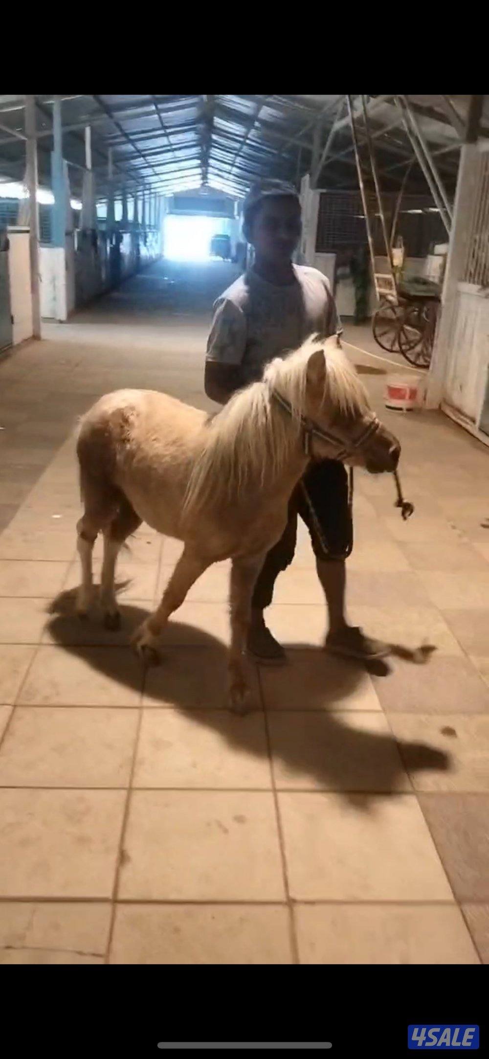 فرس لقح حامل0