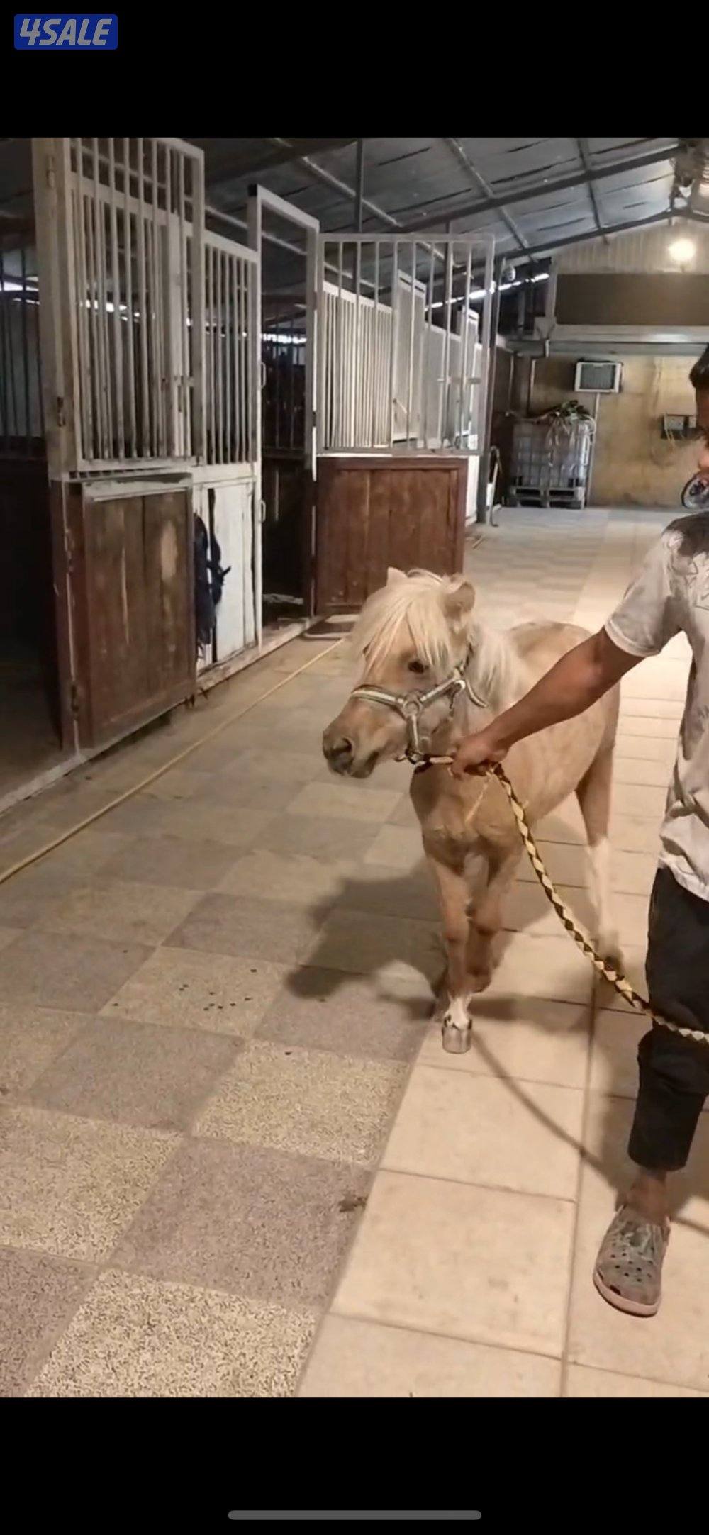 فرس لقح حامل2