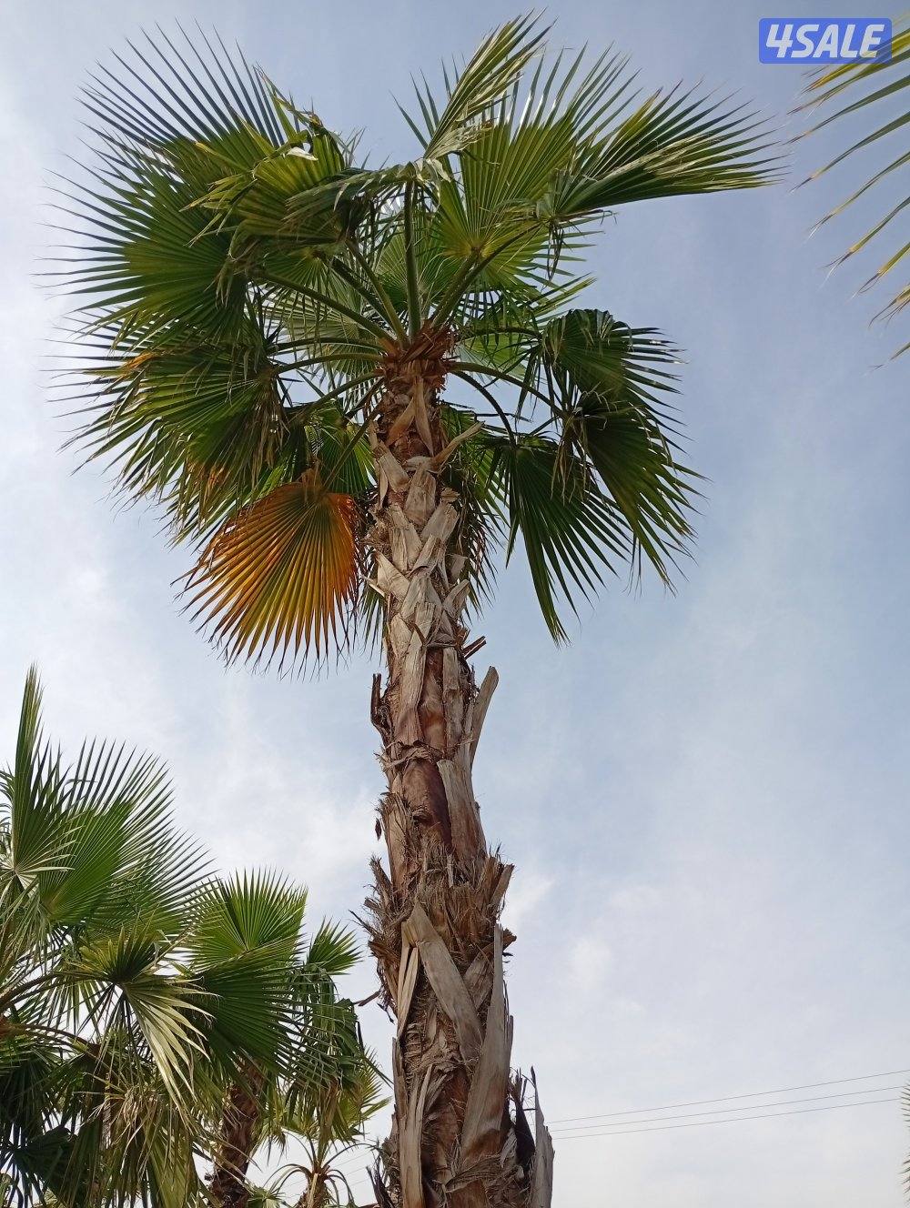 للبيع نخل واشنطونيا بسعر مناسب0