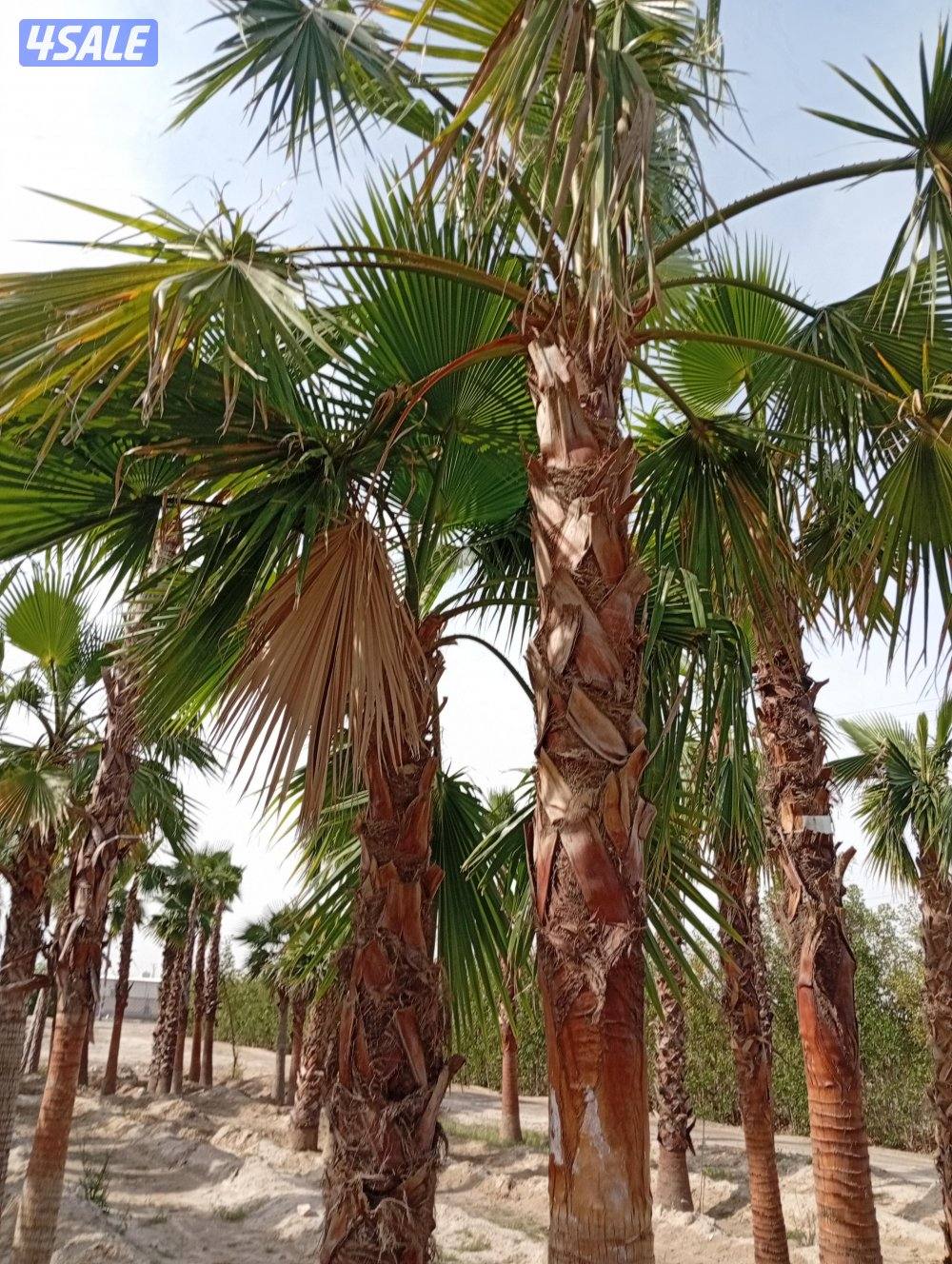 للبيع نخل واشنطونيا بسعر مناسب1