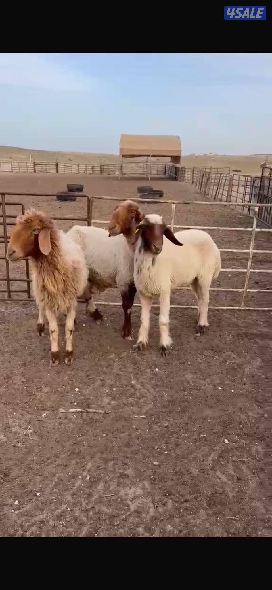 التواصل واتسب فقط غنم العدد٣ روس0