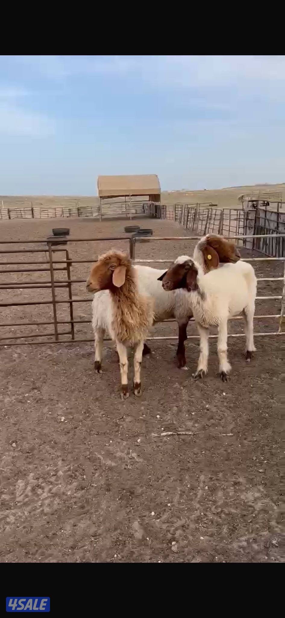 التواصل واتسب فقط غنم العدد٣ روس1