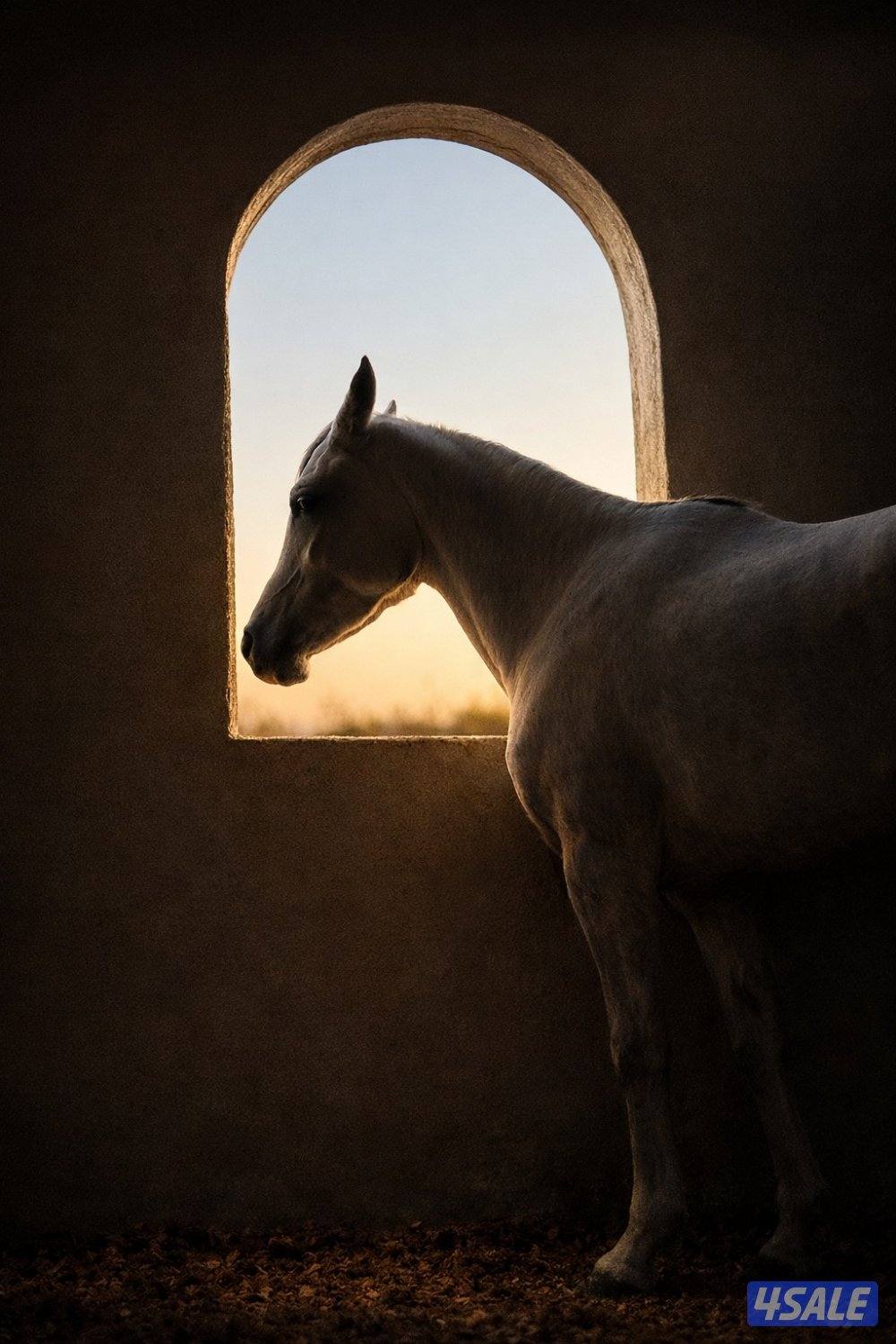 فرس مصرية معسوفة0