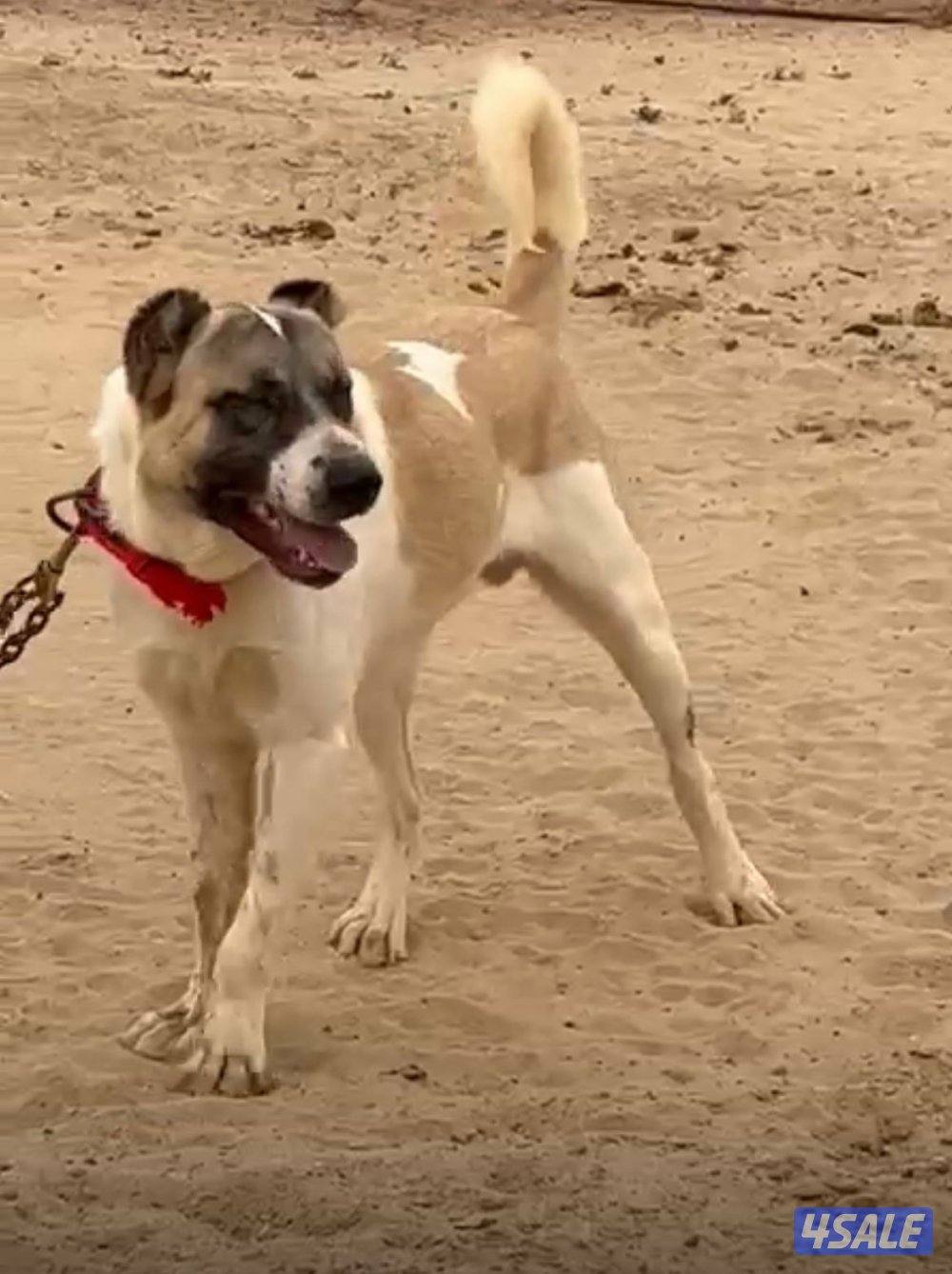 للبيع كلب كنغال0