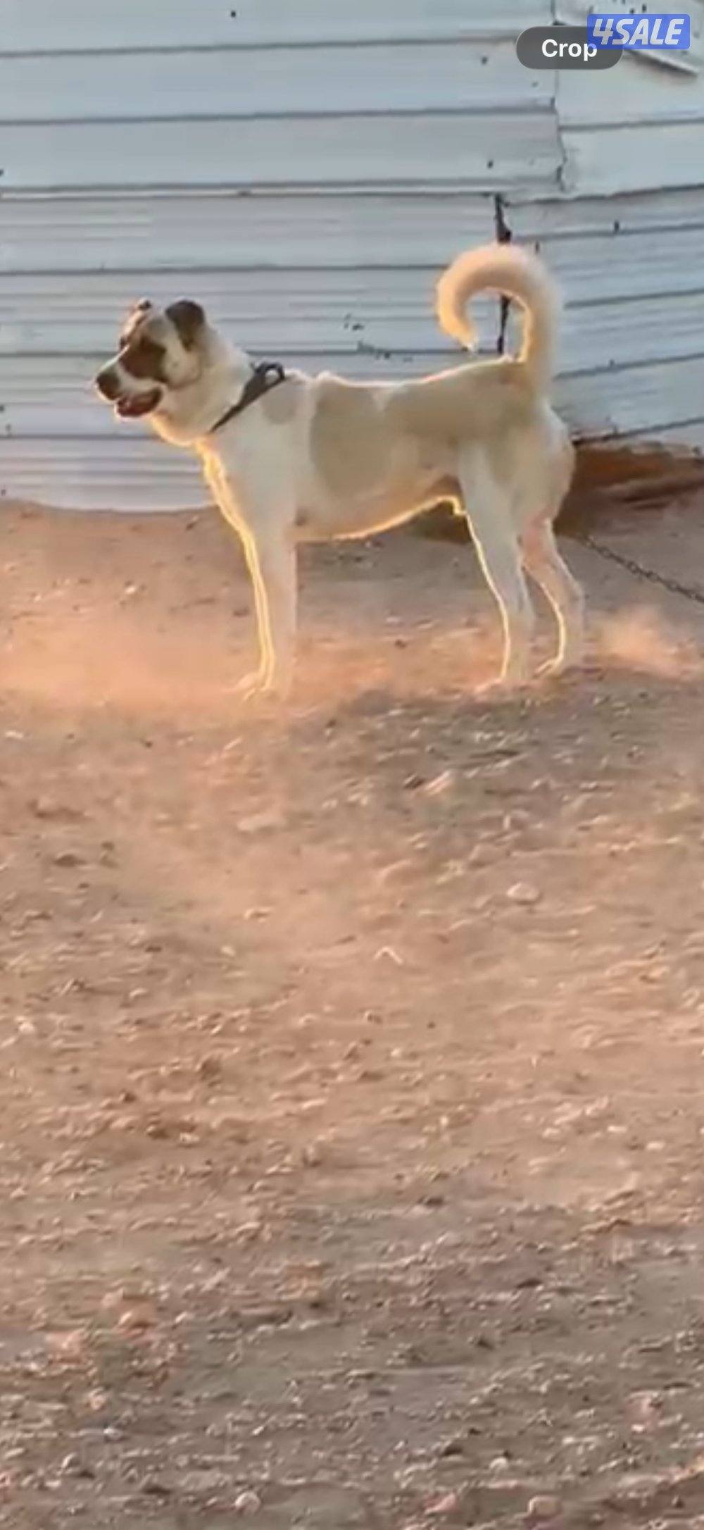 للبيع كلب كنغال1