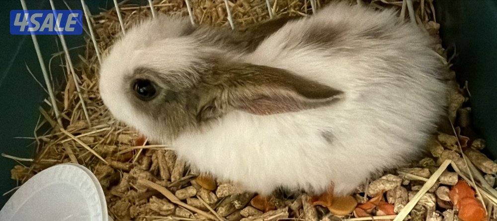 للبيع ارنب القزم لون ابيض برمادي معاه بوكس كبير واكله واغراضه كامله1