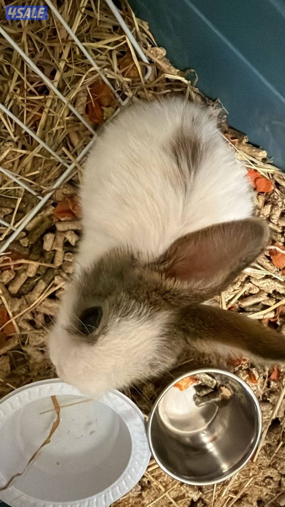 للبيع ارنب القزم لون ابيض برمادي معاه بوكس كبير واكله واغراضه كامله2