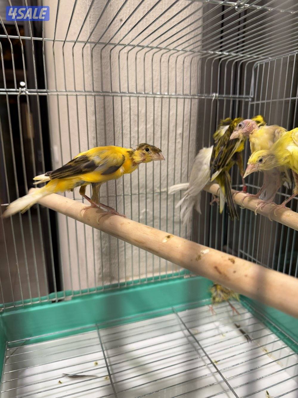 للبيع محموعة كناري جيبوسو وفايف فانسي1