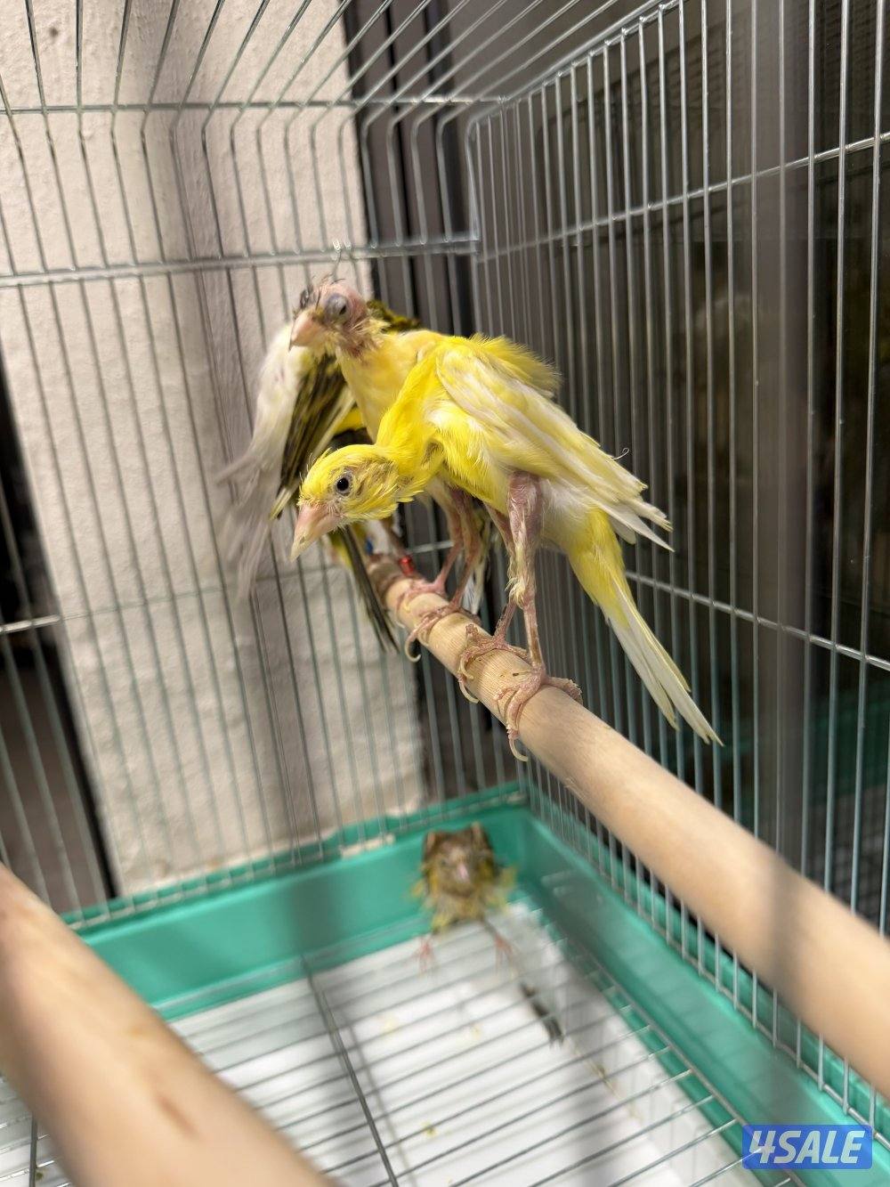 للبيع محموعة كناري جيبوسو وفايف فانسي2